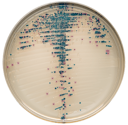 bbl-prepared-plated-media_RC_DS_PM_0616-0013